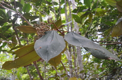 Miconia serrulata