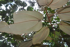 Miconia serrulata