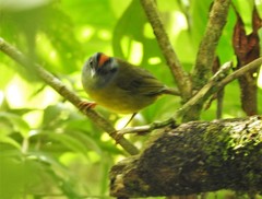 Myiothlypis coronata