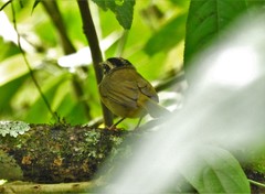 Basileuterus tristriatus