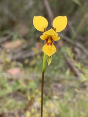 Diuris brevifolia