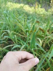 Urochloa fusca