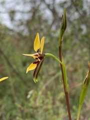 Diuris brevifolia