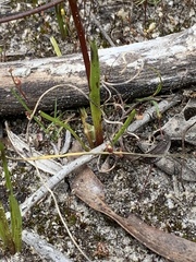 Diuris brevifolia