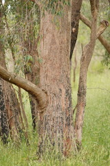 Eucalyptus radiata radiata