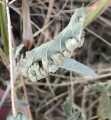 Ditylenchus phyllobius