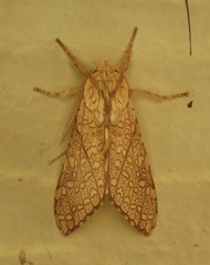 Lophocampa mixta