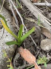 Diuris brevifolia