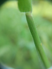 Urochloa fusca
