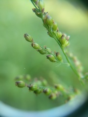 Urochloa fusca