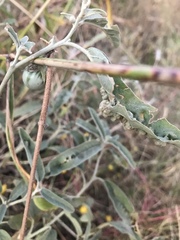 Ditylenchus phyllobius