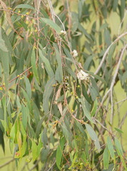 Eucalyptus radiata radiata