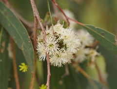 Eucalyptus radiata radiata