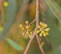 Eucalyptus radiata radiata