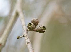 Eucalyptus radiata radiata