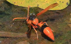 Delta latreillei