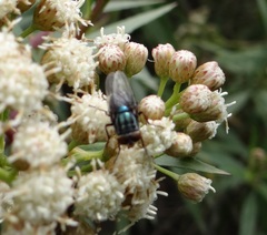 Cochliomyia