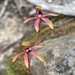 Caladenia iridescens - Photo (c) rodbrooks, algunos derechos reservados (CC BY-NC)