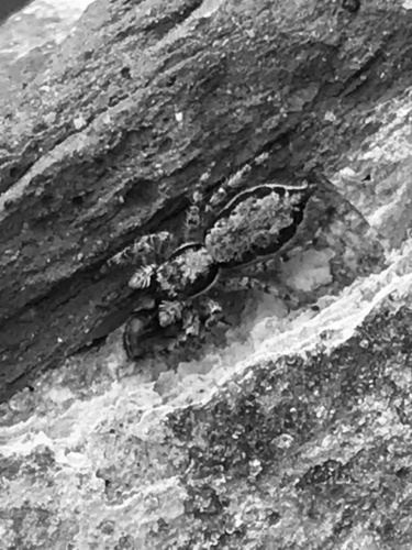 Gray Wall Jumping Spider