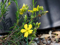 Hibbertia australis