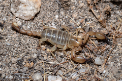 Anuroctonus pococki bajae