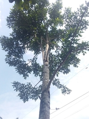Bombax ceiba