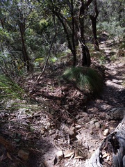 Cryptostylis hunteriana