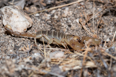 Anuroctonus pococki bajae