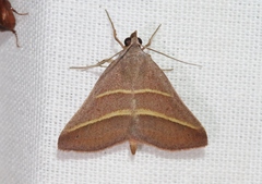 Hemeroplanis parallela