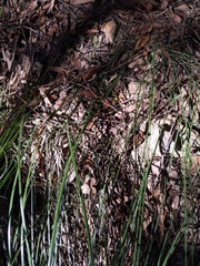 Cryptostylis hunteriana