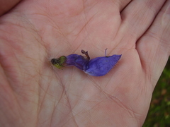 Coleus barbatus grandis