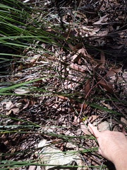 Cryptostylis hunteriana