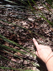 Cryptostylis hunteriana