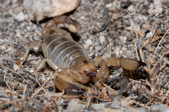 Anuroctonus pococki bajae