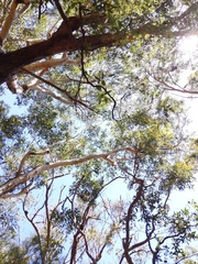 Cryptostylis hunteriana