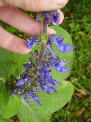 Coleus barbatus grandis