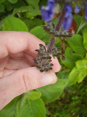 Coleus barbatus grandis