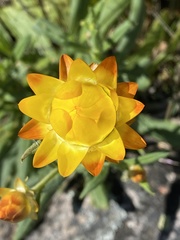 Xerochrysum bracteatum