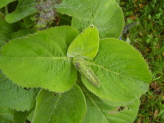 Coleus barbatus grandis