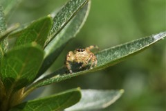 Paraphidippus aurantius