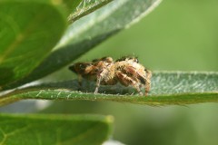 Paraphidippus aurantius