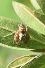 Paraphidippus aurantius