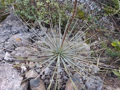 Agave striata
