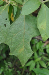 Solanum jamaicense