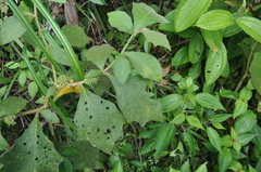 Solanum jamaicense