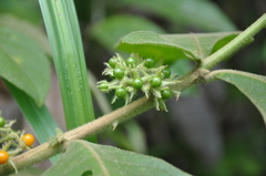 Solanum jamaicense