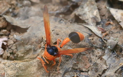 Delta latreillei