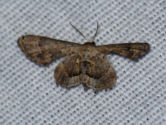 Antiplecta triangularis