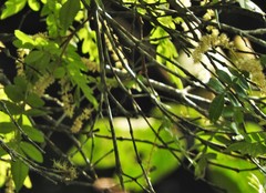 Weinmannia pubescens