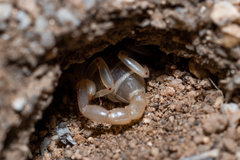 Anuroctonus pococki bajae